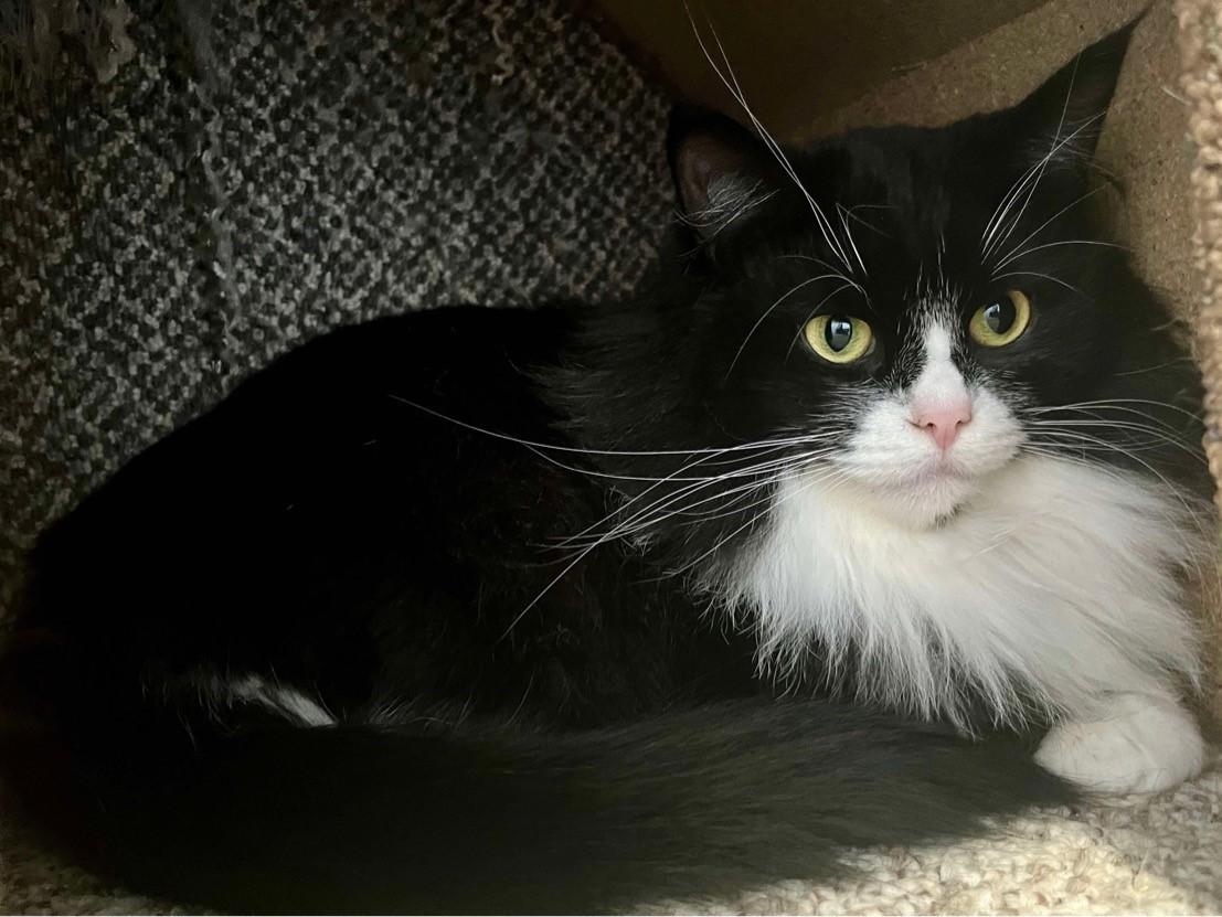 Jasmine, an adoptable Domestic Long Hair in Coalhurst, AB, T0L 0V0 | Photo Image 1