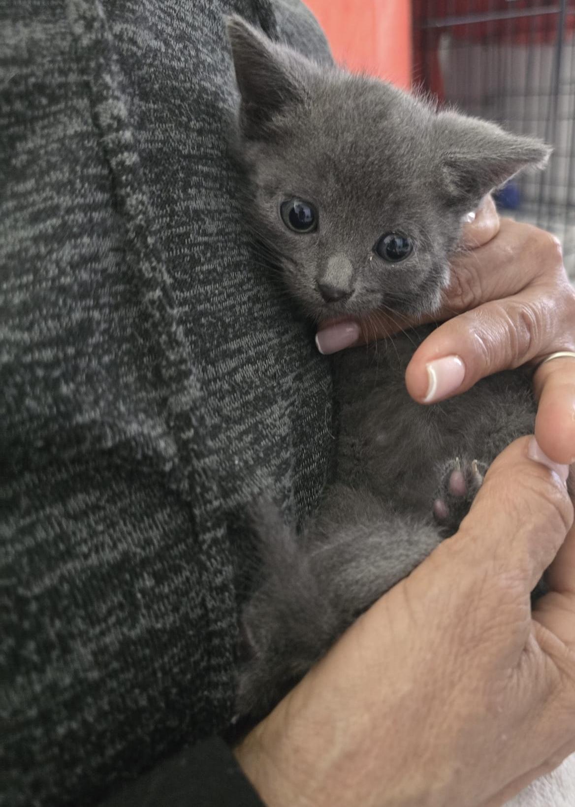 Baby Linda, an adopted Domestic Short Hair in Parkland, FL image 3/3
