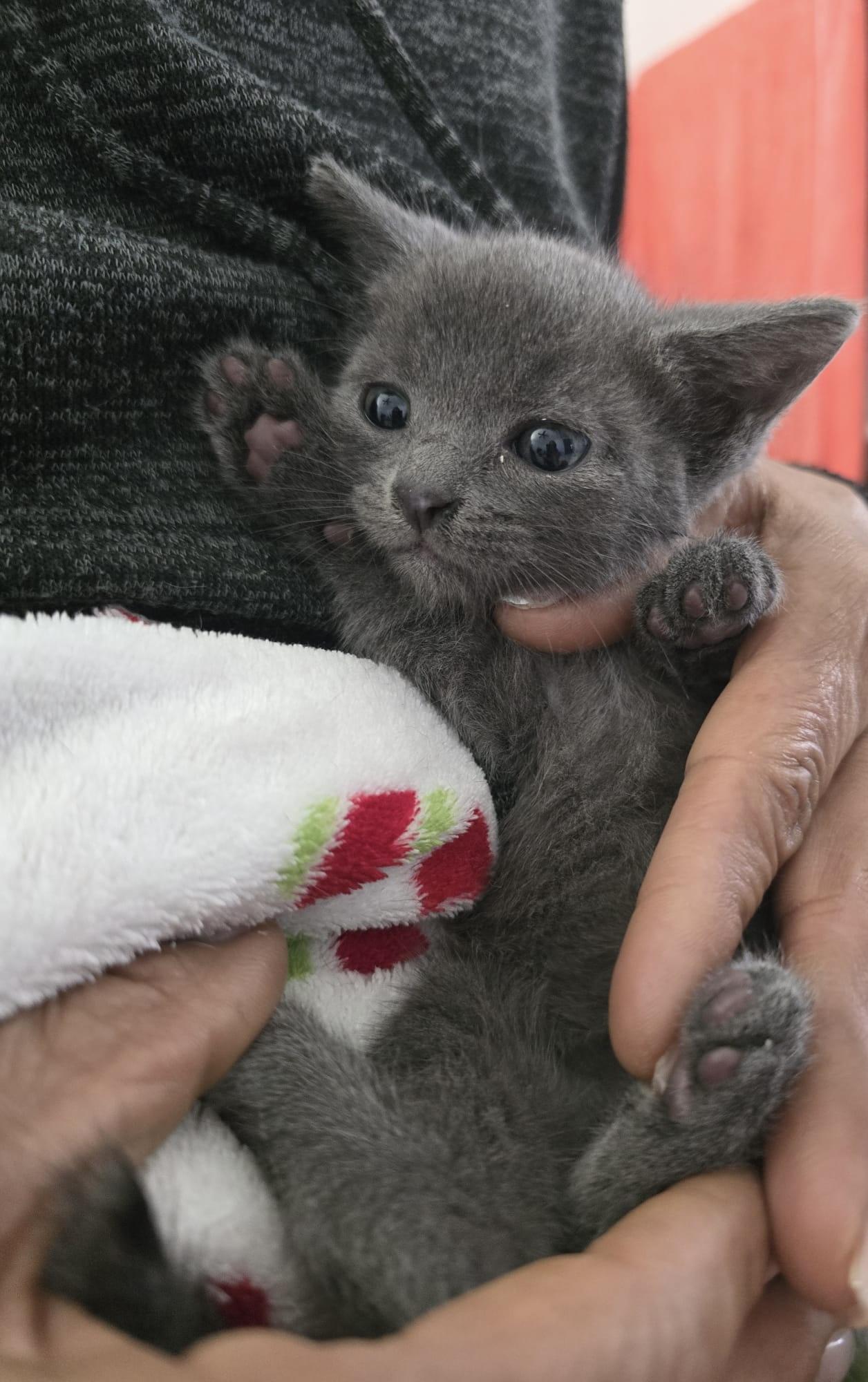 Baby Linda, an adopted Domestic Short Hair in Parkland, FL image 1/3