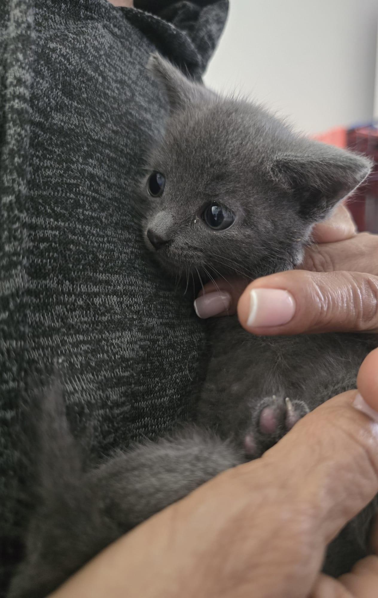 Baby Linda, an adopted Domestic Short Hair in Parkland, FL image 2/3