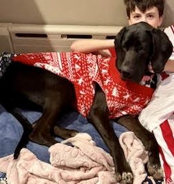 Enlarge Cookie, a ADOPTABLE Great Dane in POTOMAC, MD image 3/6