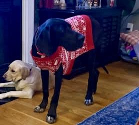 Enlarge Cookie, a ADOPTABLE Great Dane in POTOMAC, MD image 2/6