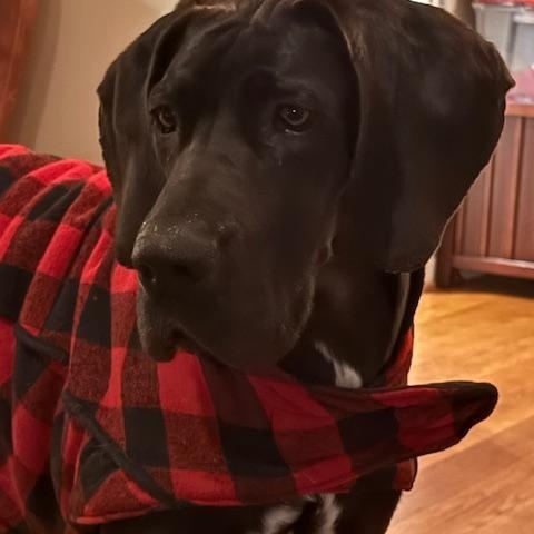 Enlarge Cookie, a ADOPTABLE Great Dane in POTOMAC, MD image 4/6