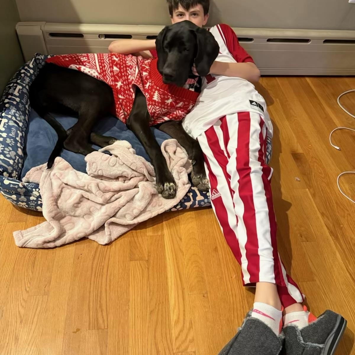 Enlarge Cookie, a ADOPTABLE Great Dane in POTOMAC, MD image 5/6