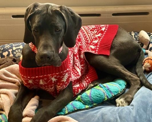 Enlarge Cookie, a ADOPTABLE Great Dane in POTOMAC, MD image 1/6