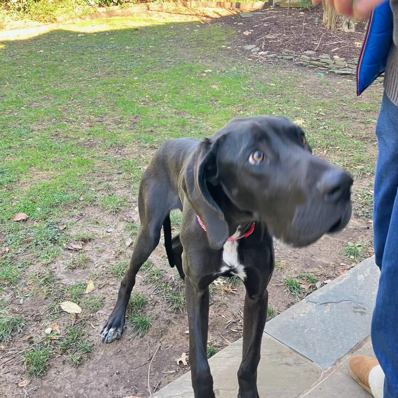Enlarge Cookie, a ADOPTABLE Great Dane in POTOMAC, MD image 6/6