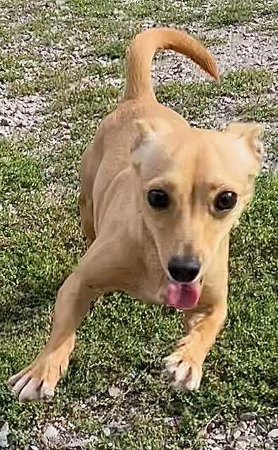 Enlarge Melody, a Adopted mixed breed in Polson, MT image 2/4