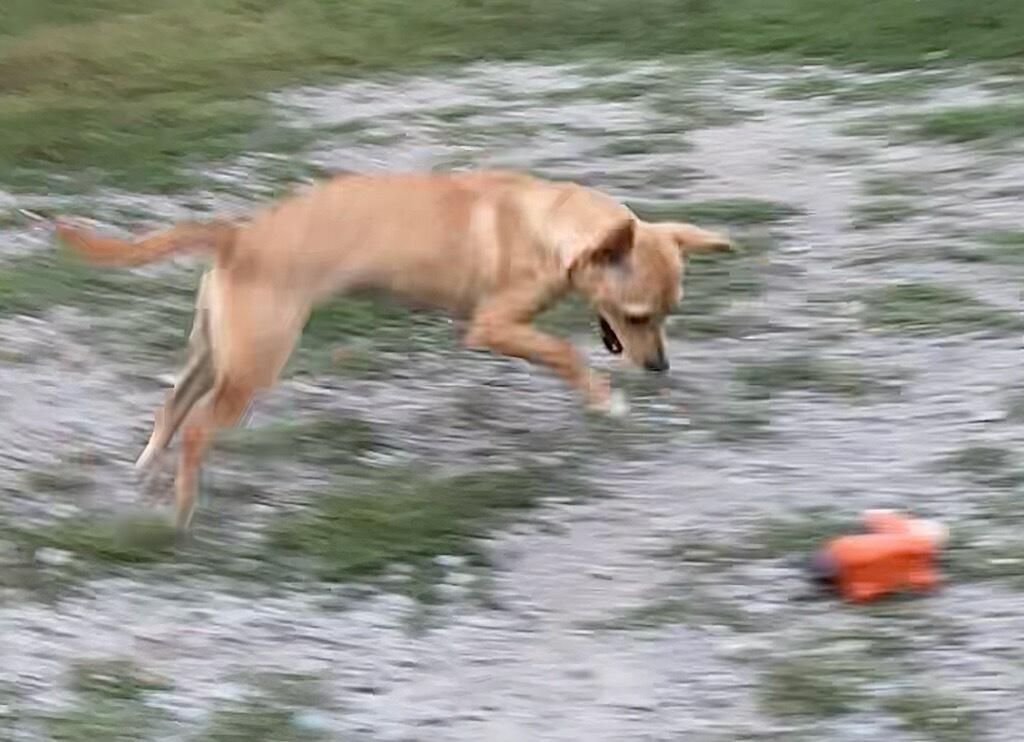 Enlarge Melody, a Adopted mixed breed in Polson, MT image 4/4