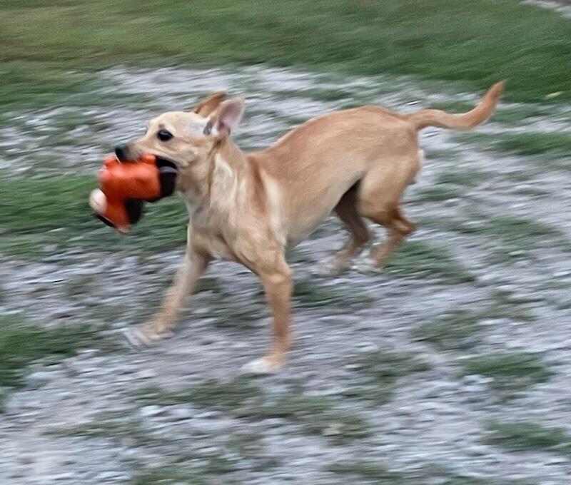 Enlarge Melody, a Adopted mixed breed in Polson, MT image 3/4