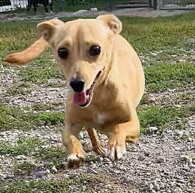 Melody, Adopted, Young Female Chihuahua.