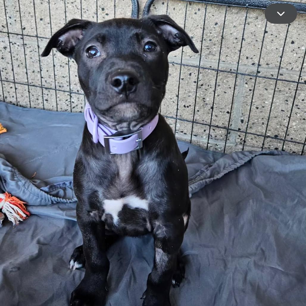 Nelli, a Adoptable mixed breed in Escondido, CA image 1/3