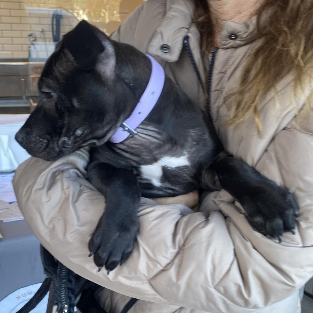 Nelli, a Adoptable mixed breed in Escondido, CA image 2/3