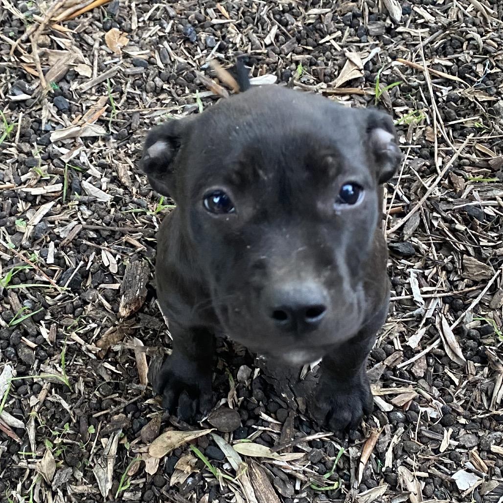 Nelli, a Adoptable mixed breed in Escondido, CA image 3/3