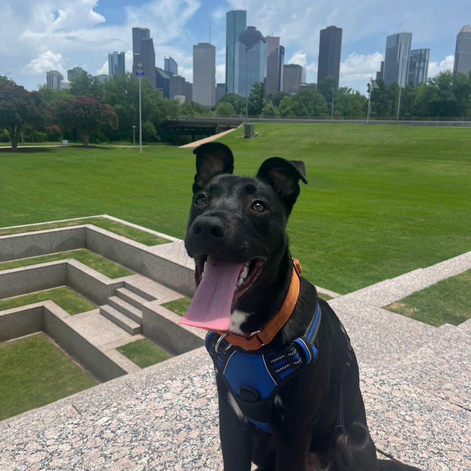 Blue, a Adoptable mixed breed in Houston, TX image 4/6