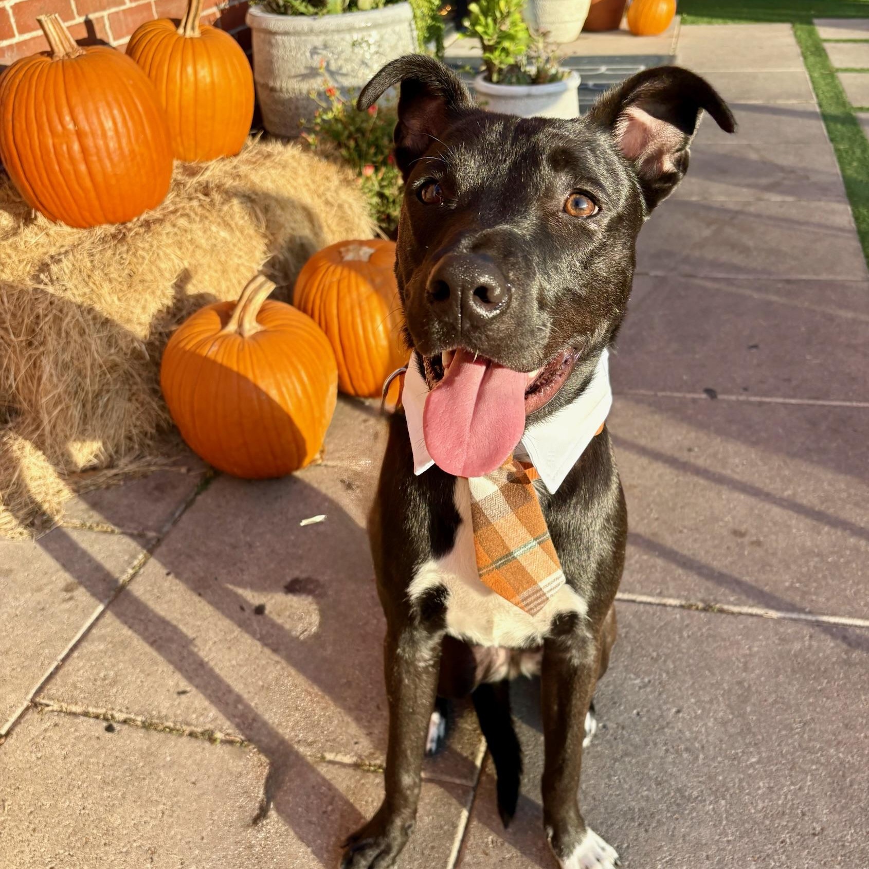 Blue, a Adoptable mixed breed in Houston, TX image 6/6