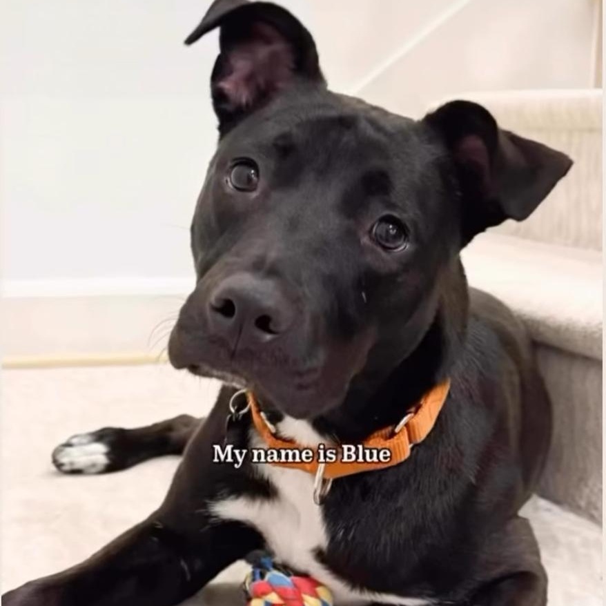 Blue, a Adoptable mixed breed in Houston, TX image 1/6