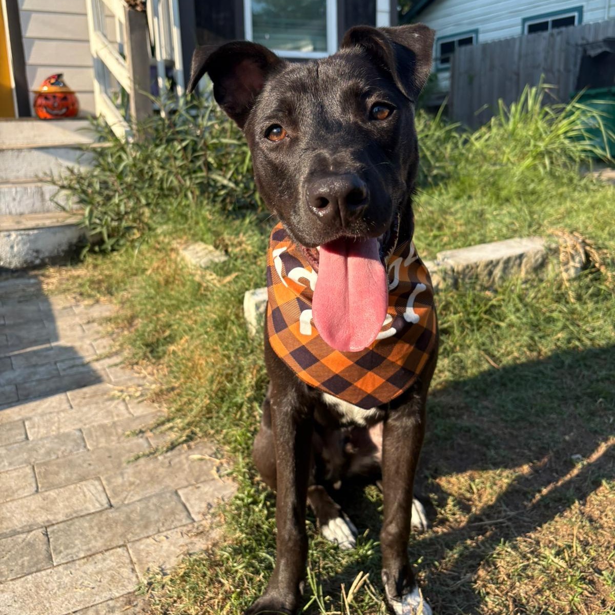 Blue, a Adoptable mixed breed in Houston, TX image 3/6