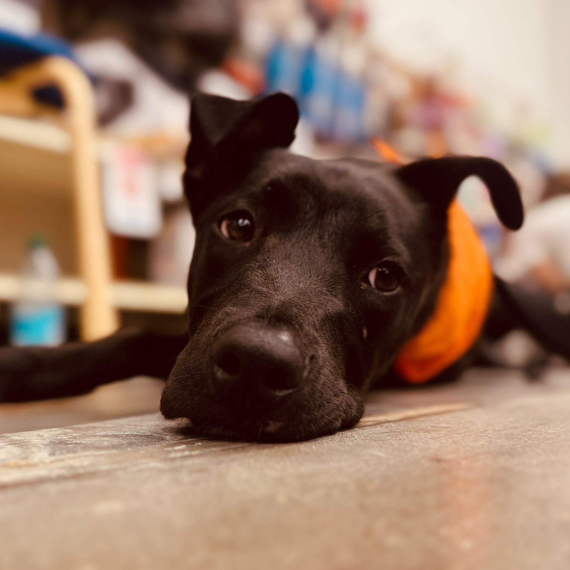 Blue, Adoptable, Puppy Male American Staffordshire Terrier & Boxer.