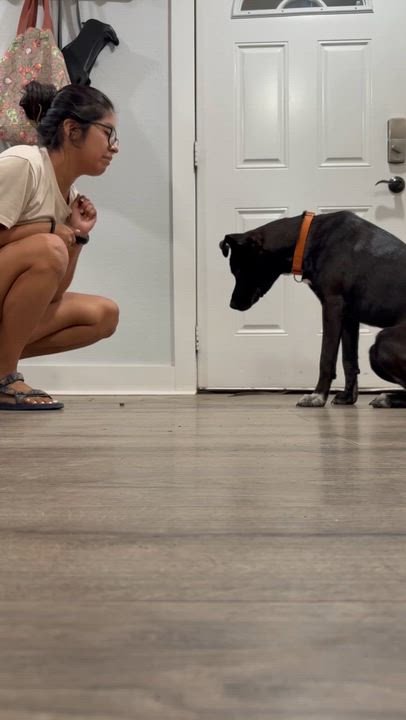 Enlarge Blue, a Adoptable mixed breed in Houston, TX video 5/6