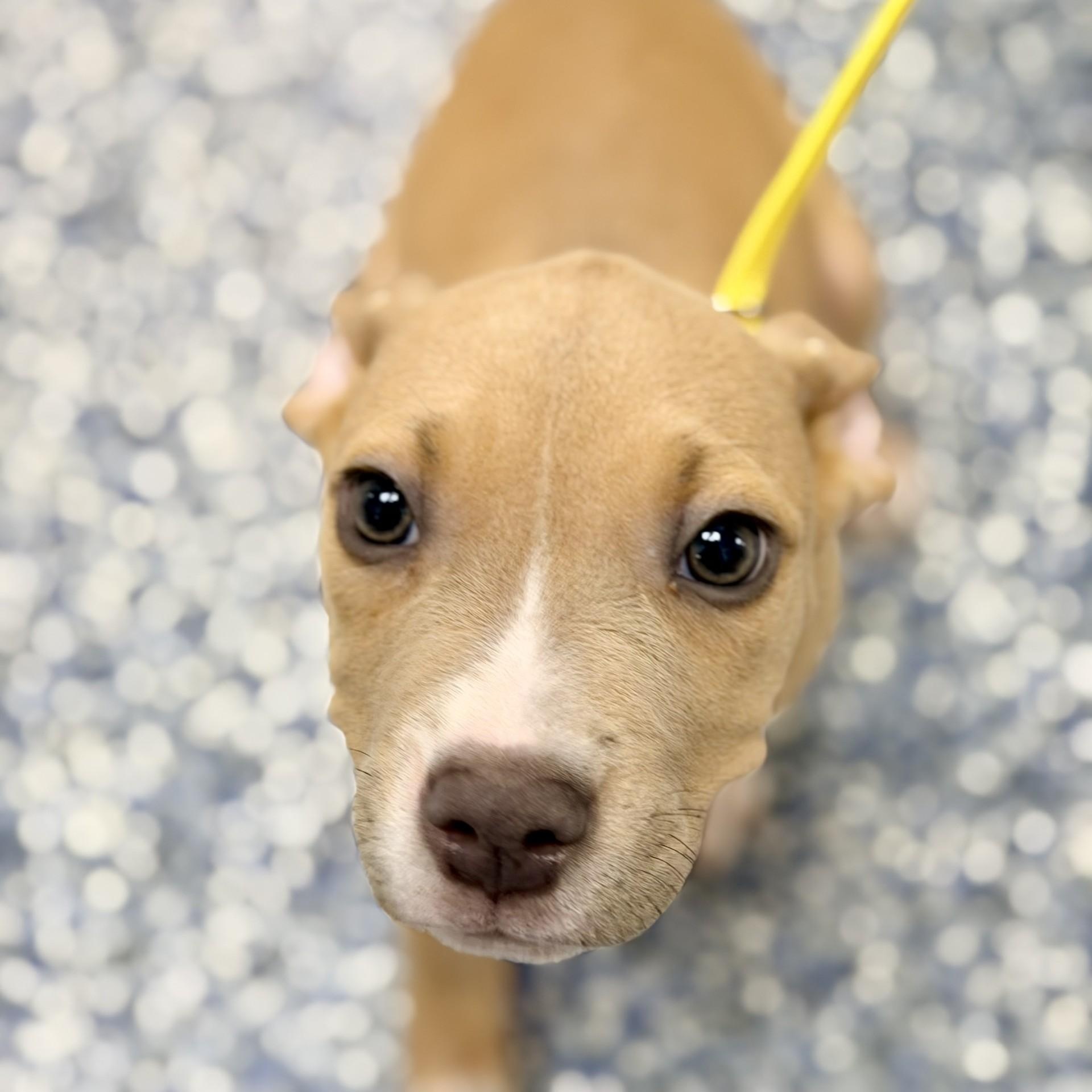 Orca, adopted, Puppy Female Pit Bull Terrier.