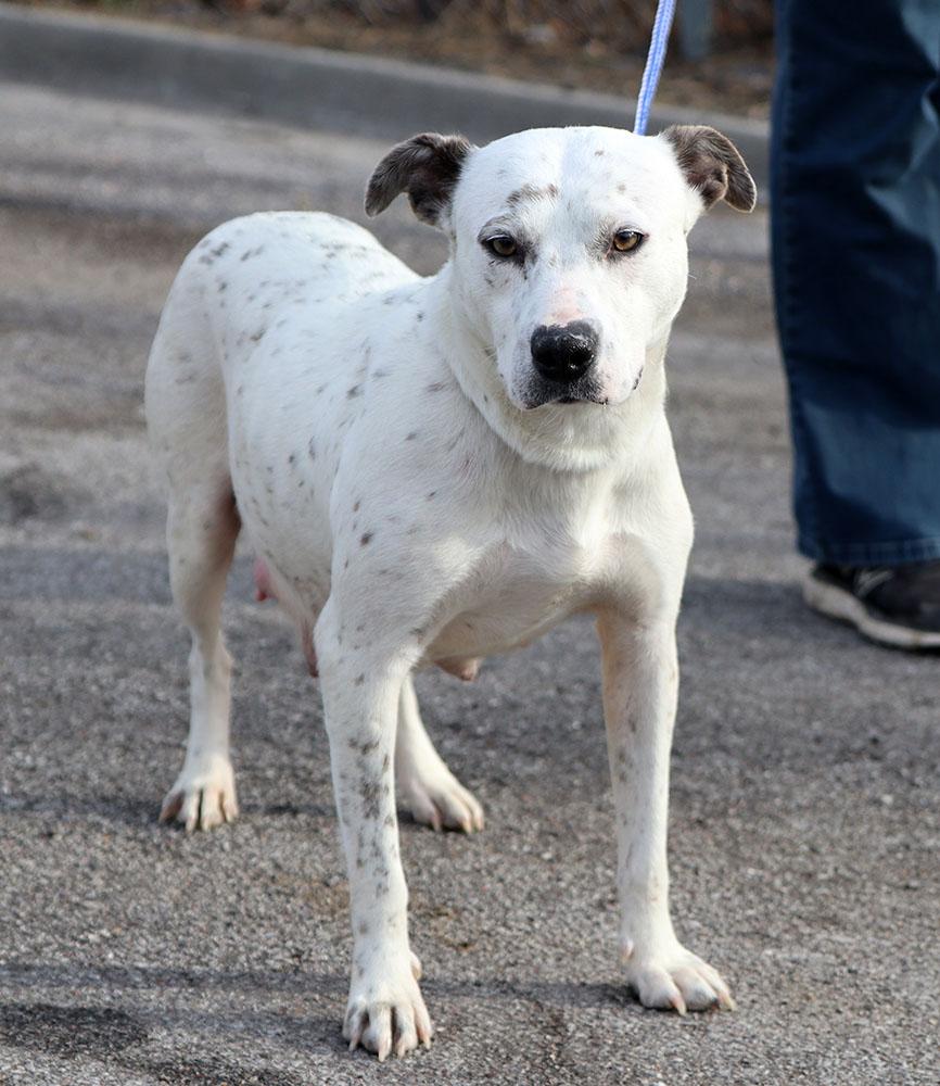 Enlarge Chrissy (AO35565), an adopted mixed breed in Kansas City, KS image 6/6