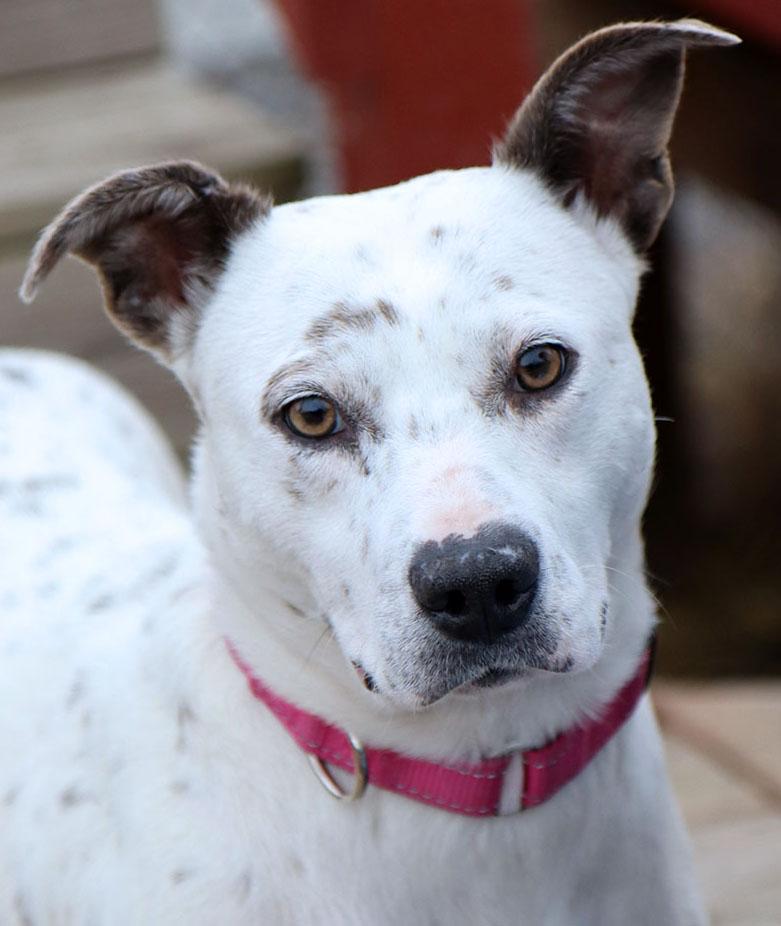 Enlarge Chrissy (AO35565), an adopted mixed breed in Kansas City, KS image 1/6