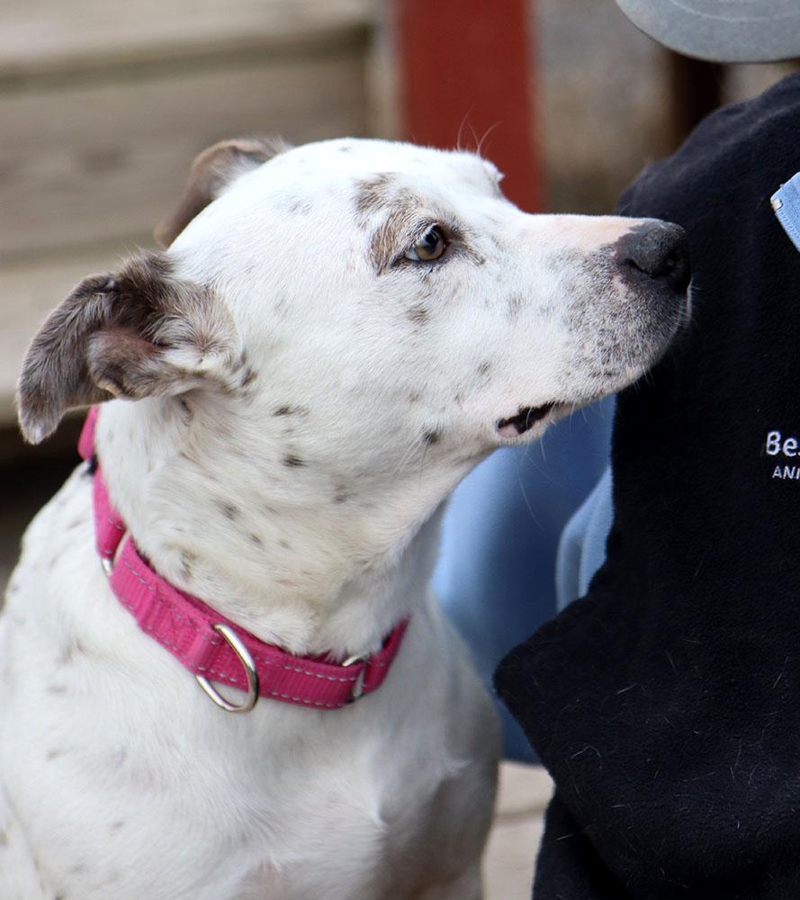 Enlarge Chrissy (AO35565), an adopted mixed breed in Kansas City, KS image 5/6