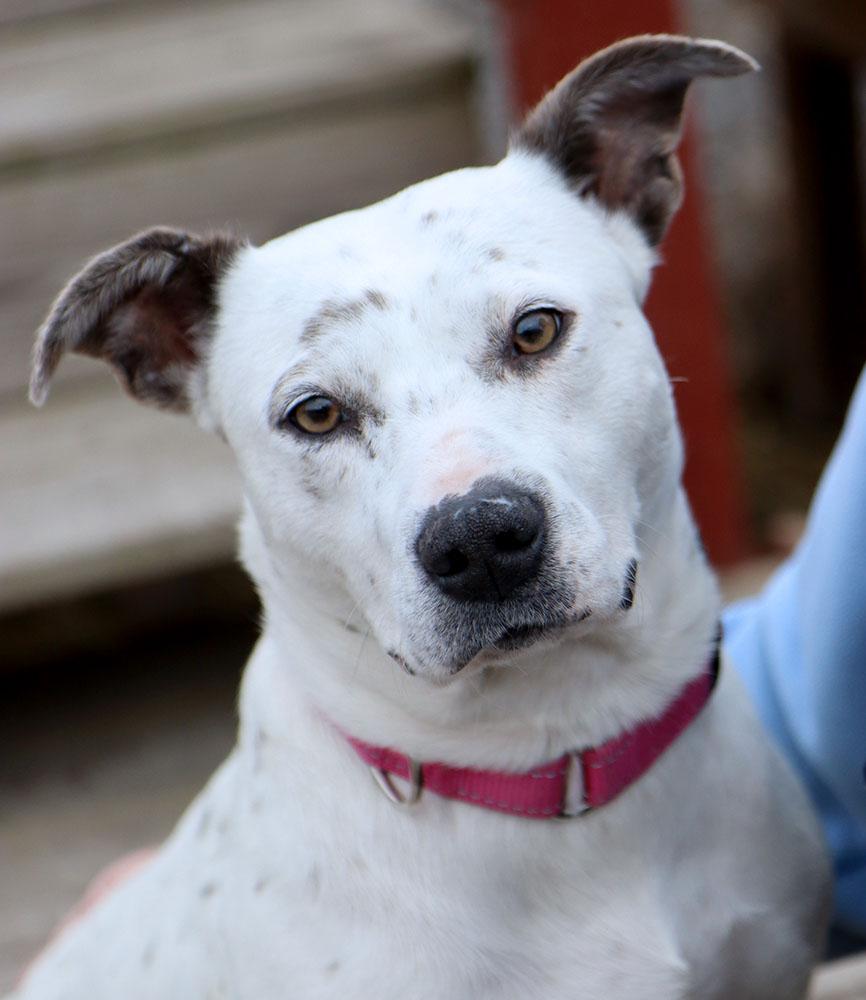 Enlarge Chrissy (AO35565), an adopted mixed breed in Kansas City, KS image 4/6