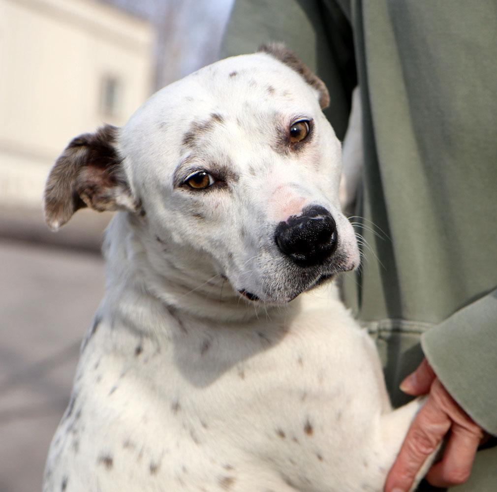 Enlarge Chrissy (AO35565), an adopted mixed breed in Kansas City, KS image 2/6