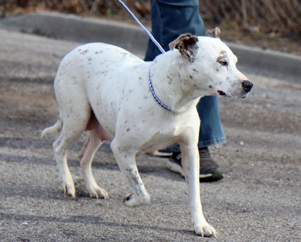 Enlarge Chrissy (AO35565), an adopted mixed breed in Kansas City, KS image 3/6