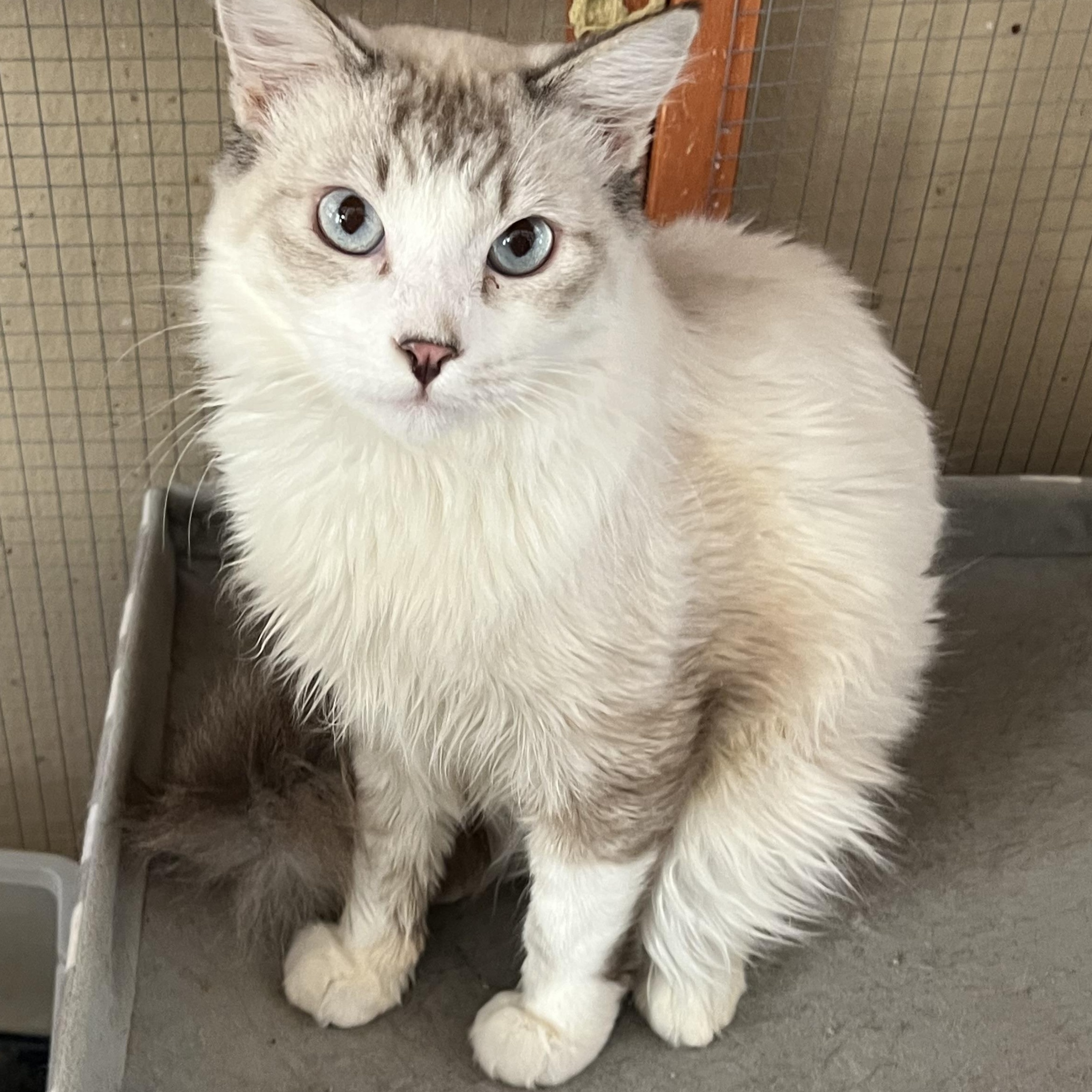 Enlarge Lynxpoint Brother, a Adopted mixed breed in Glendora, CA image 2/4