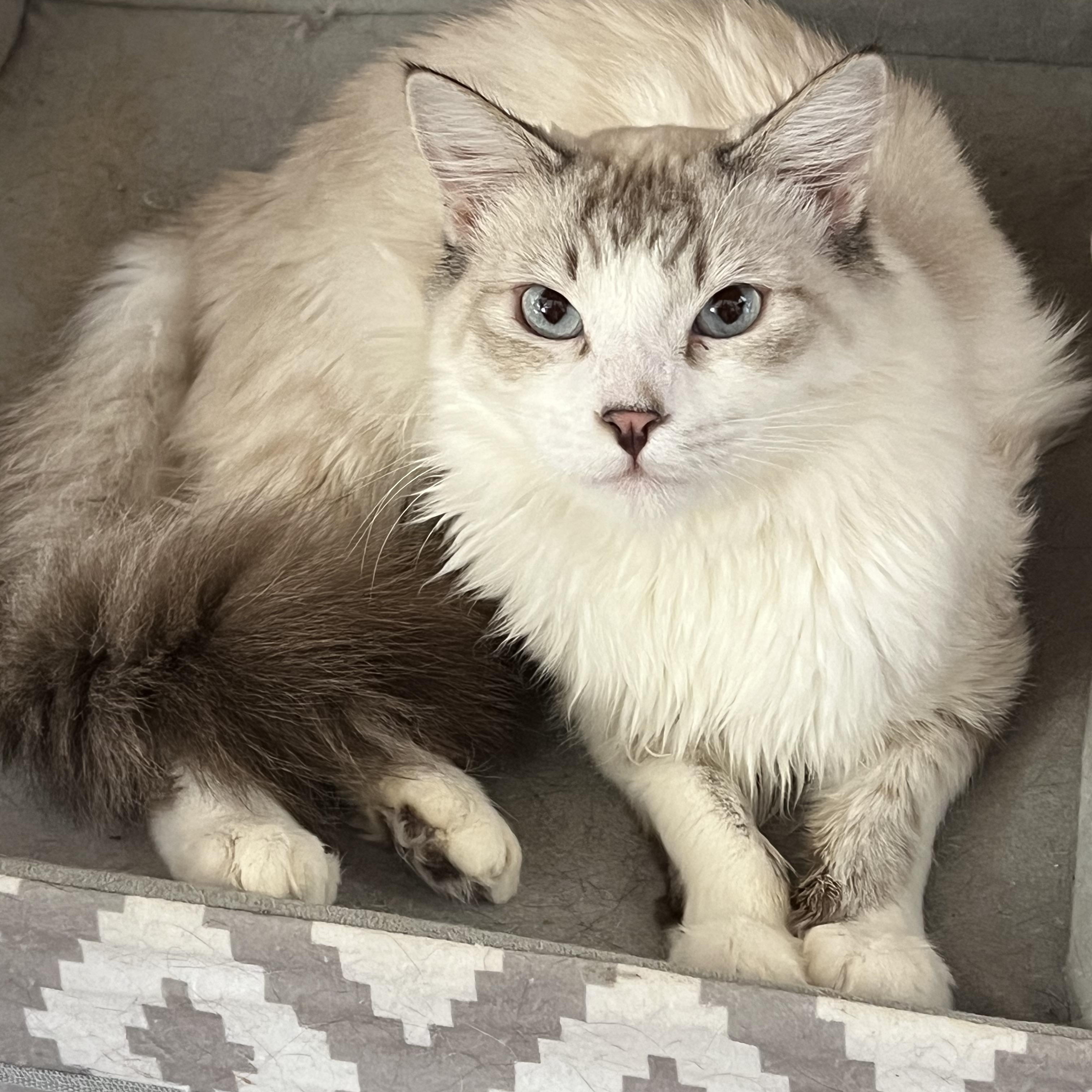 Lynxpoint Brother, Adopted, Young Male Siamese.
