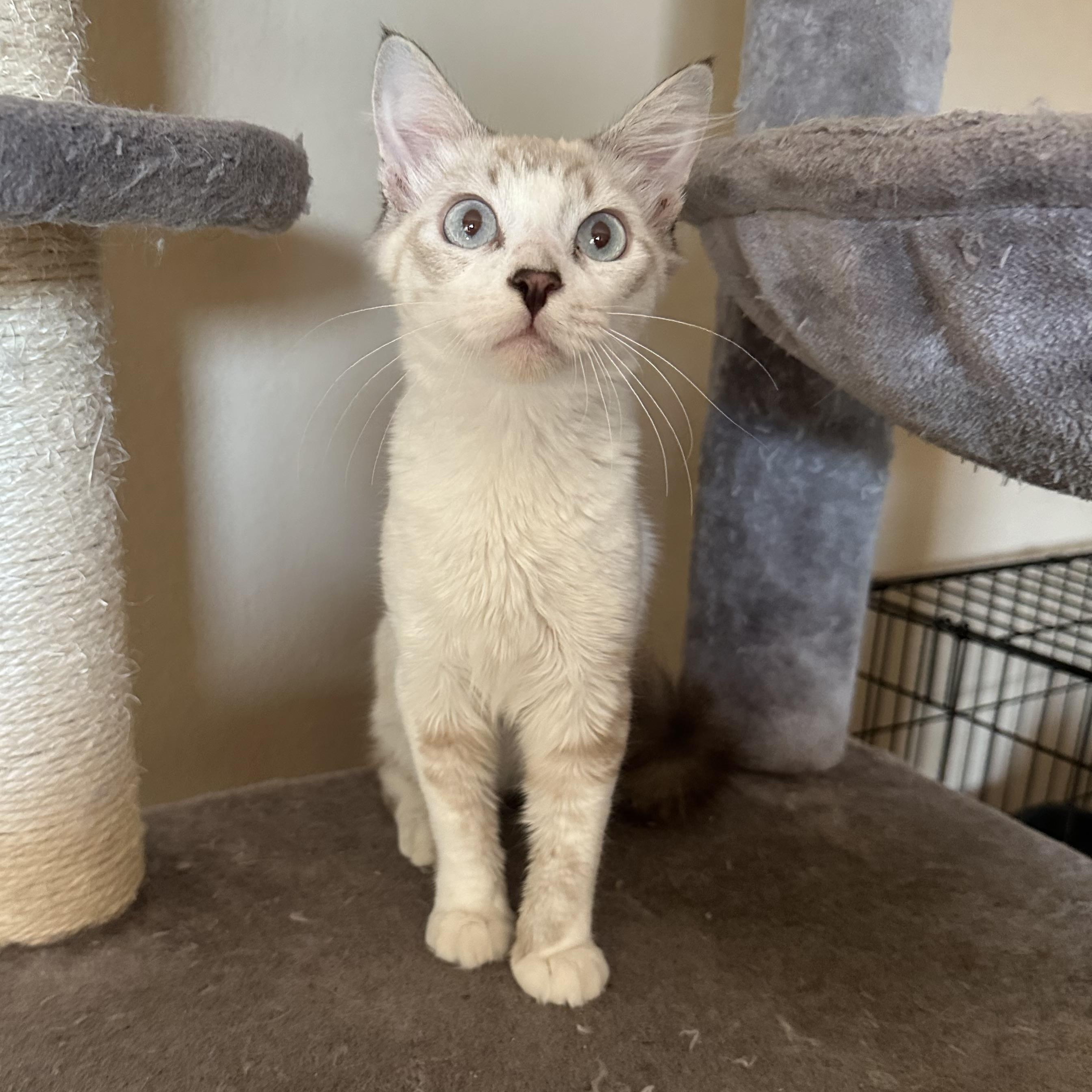 Enlarge Lynxpoint Brother, a Adopted mixed breed in Glendora, CA image 4/4
