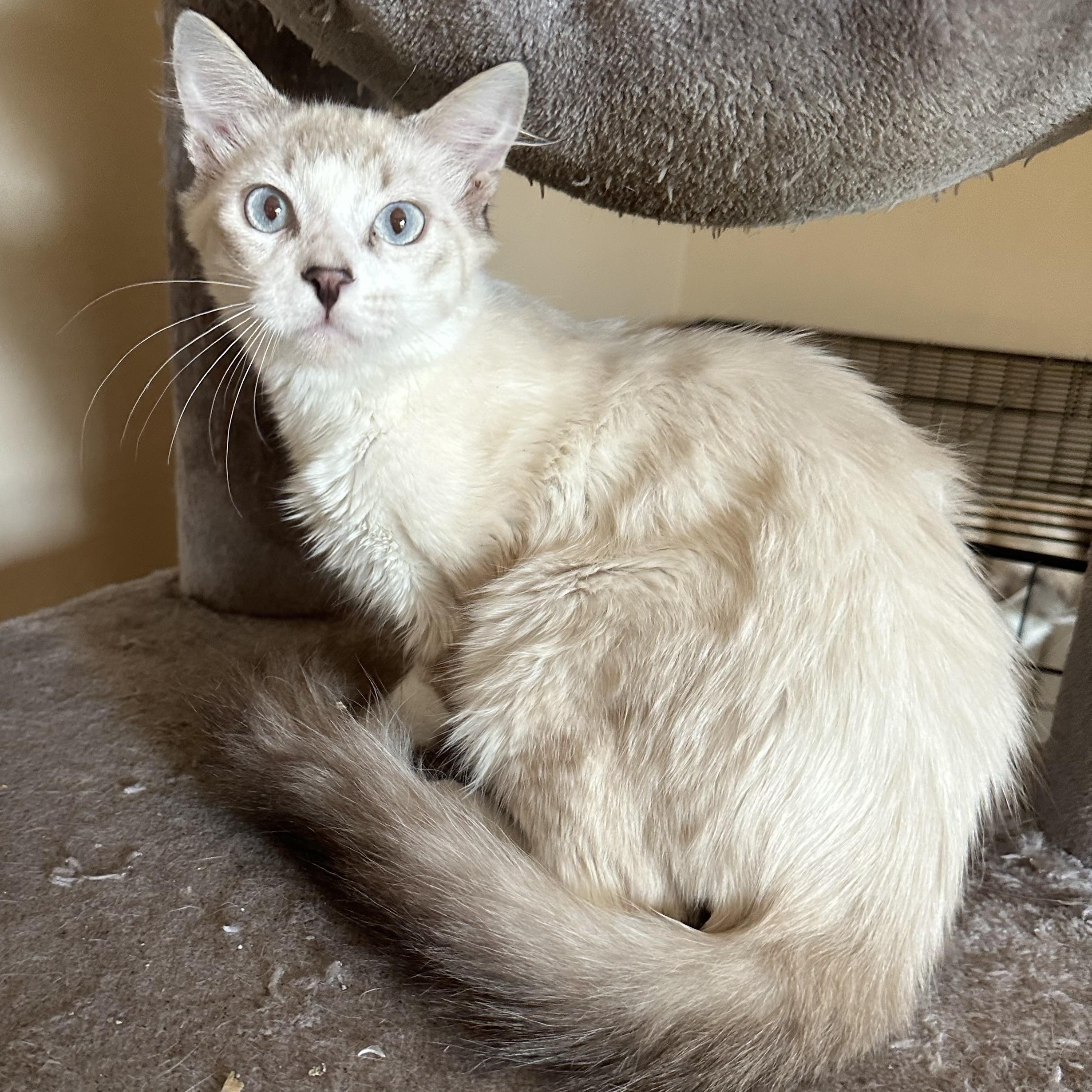 Enlarge Lynxpoint Brother, a Adopted mixed breed in Glendora, CA image 3/4