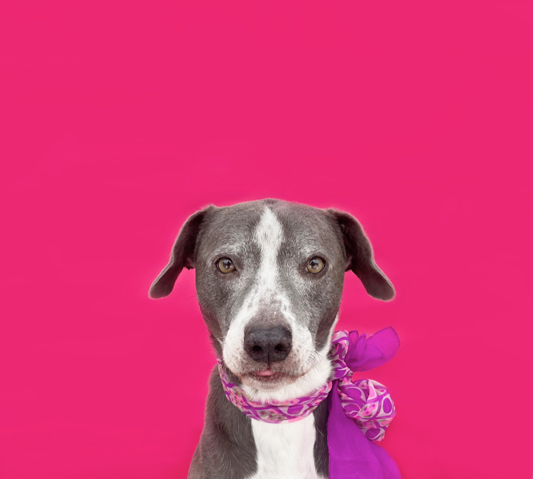 Lennon-ADOPT Me!, a Adoptable mixed breed in Studio City, CA image 2/6