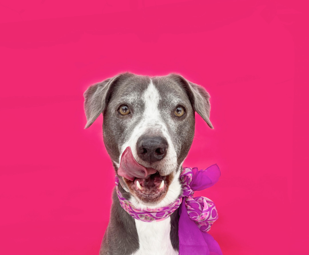 Lennon-ADOPT Me!, a Adoptable mixed breed in Studio City, CA image 1/6