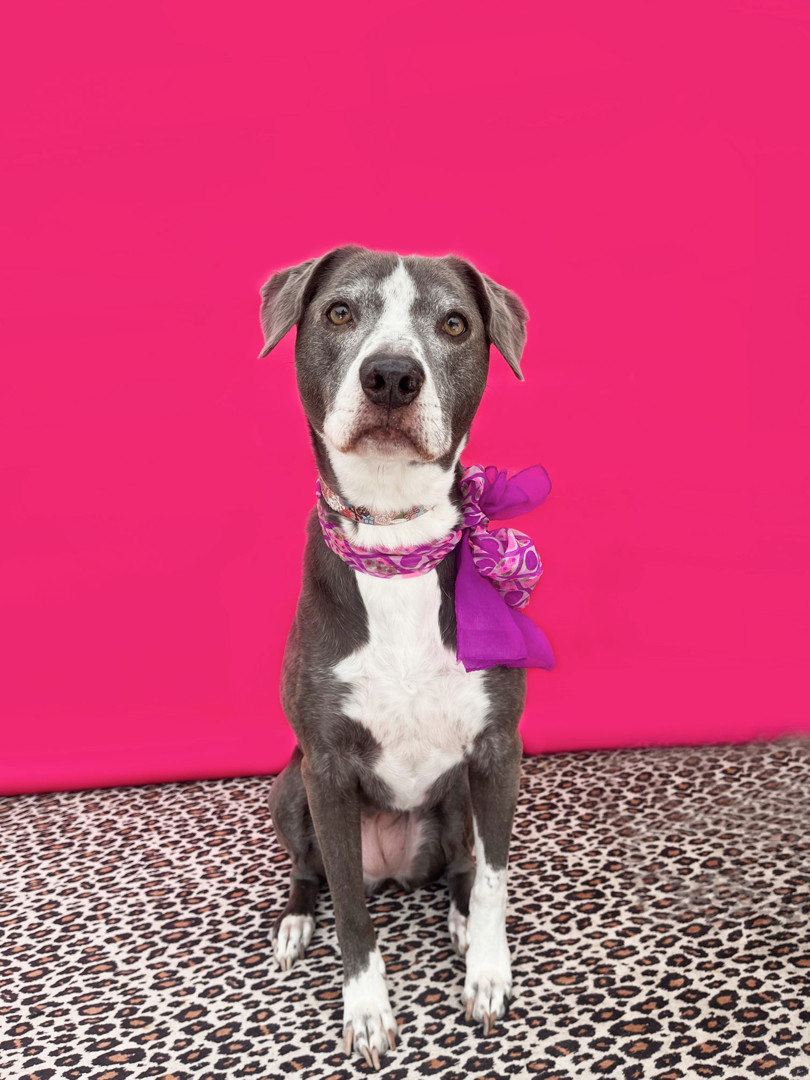 Lennon-ADOPT Me!, a Adoptable mixed breed in Studio City, CA image 3/6