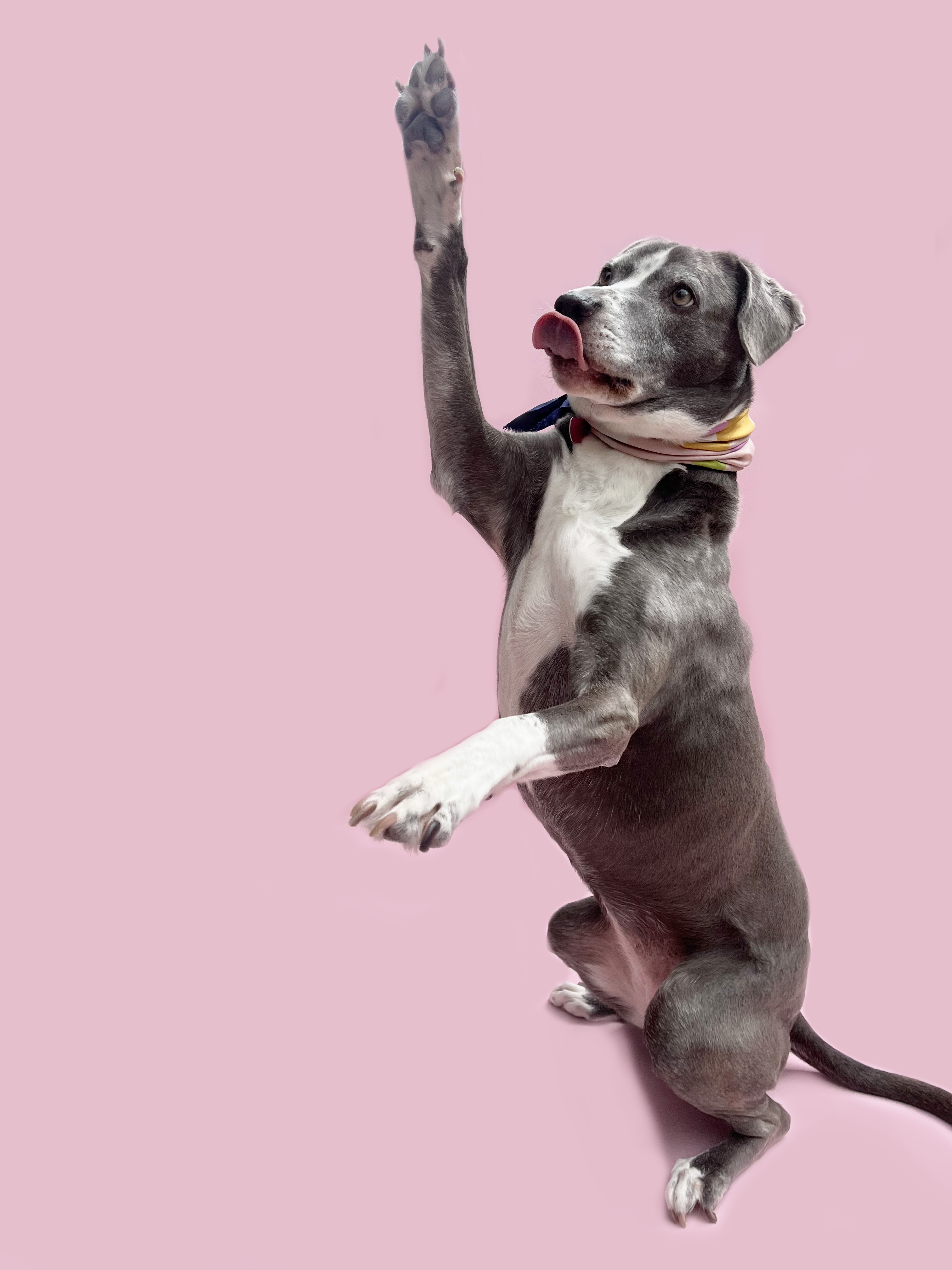 Lennon-ADOPT Me!, a Adoptable mixed breed in Studio City, CA image 5/6