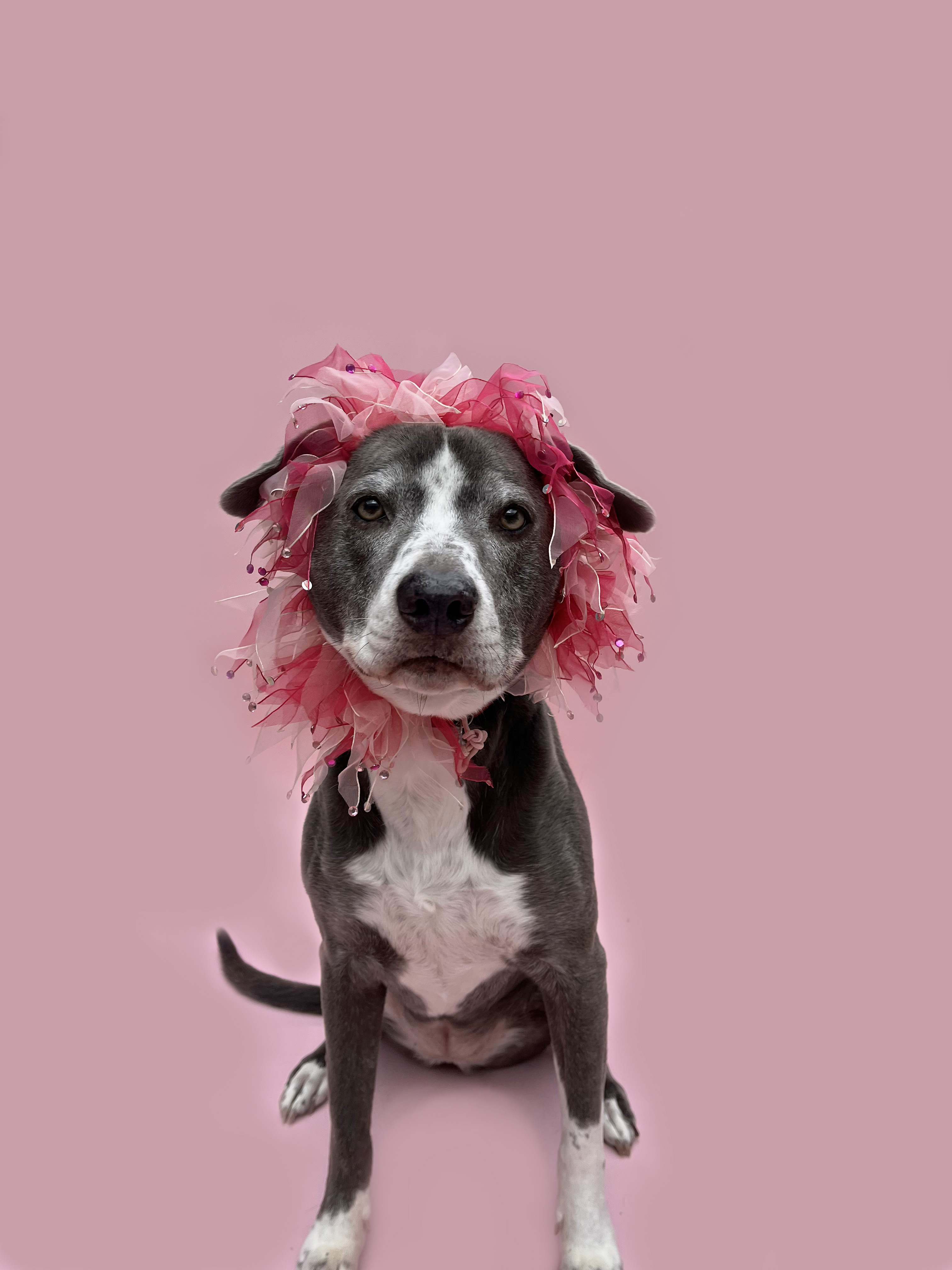 Lennon-ADOPT Me!, a Adoptable mixed breed in Studio City, CA image 4/6