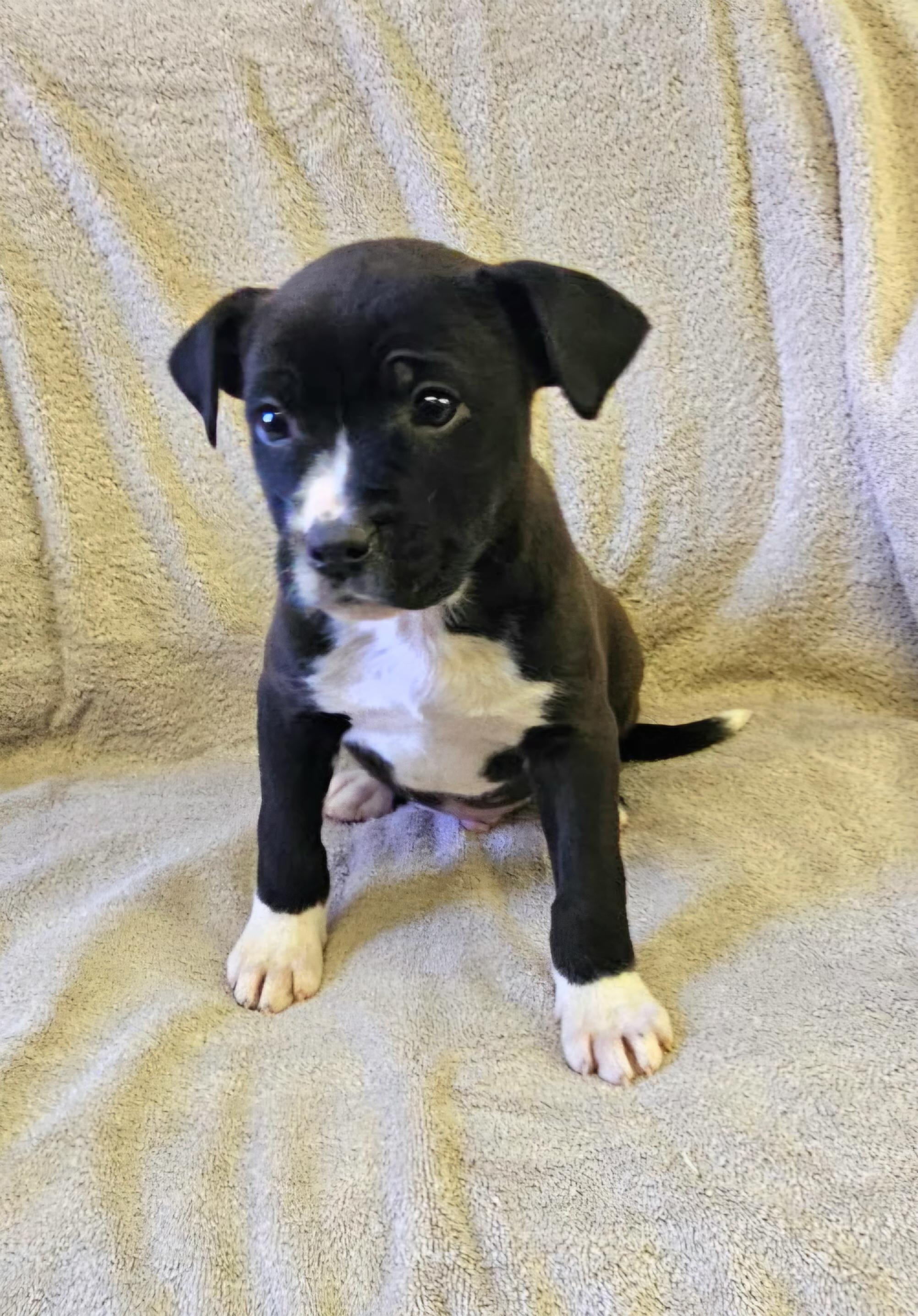 Enlarge Lenny, a ADOPTABLE mixed breed in Arlington Heights, IL image 5/6