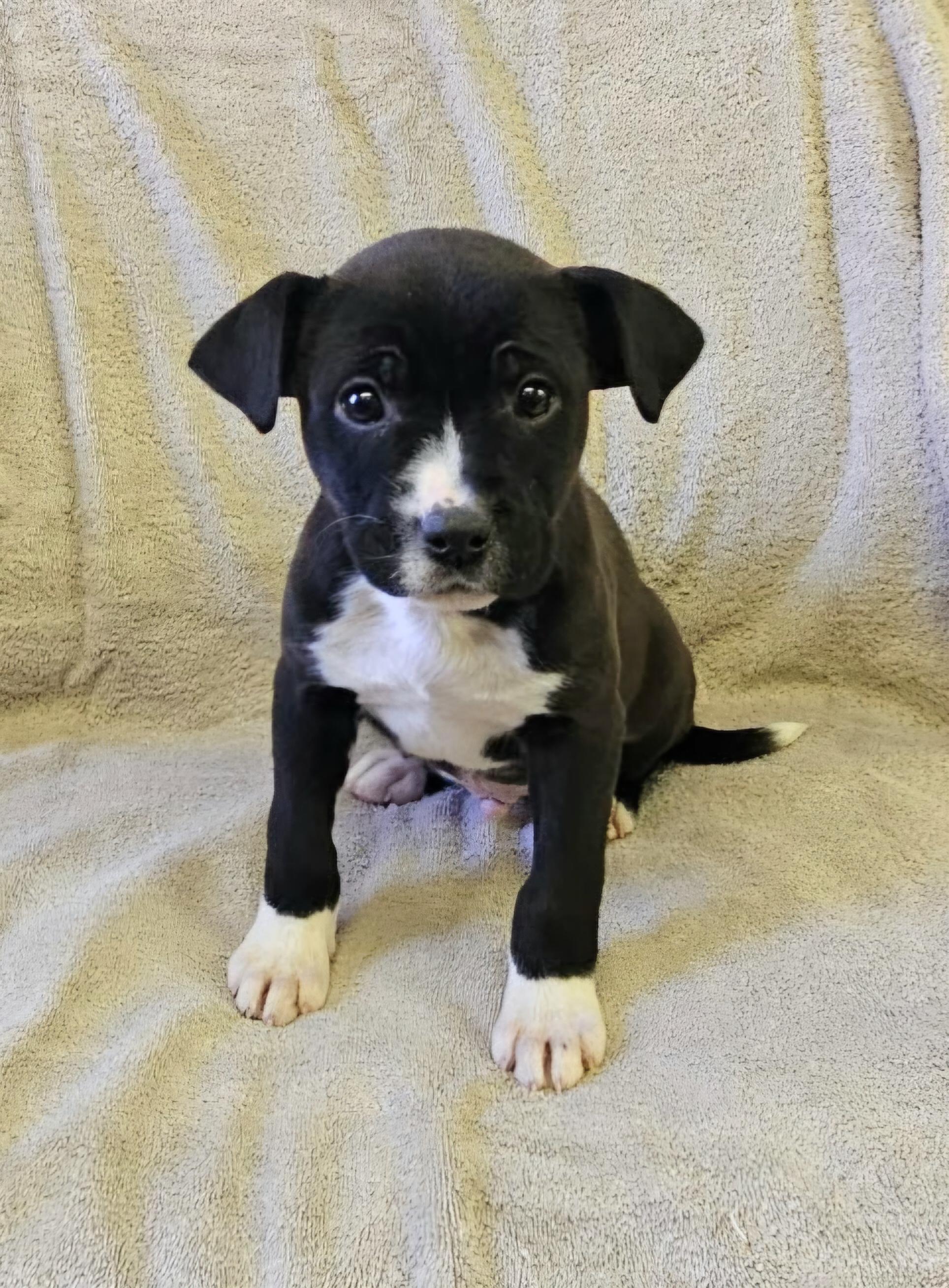 Enlarge Lenny, a ADOPTABLE mixed breed in Arlington Heights, IL image 3/6