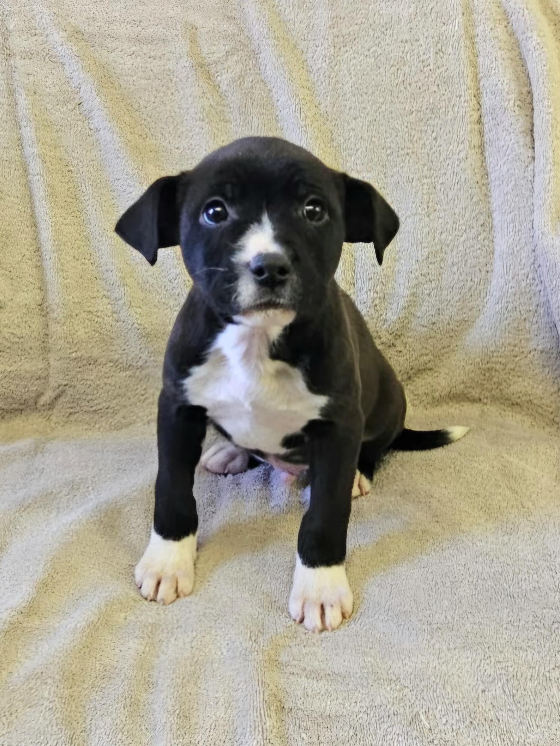 Lenny, ADOPTABLE, Puppy Male Mixed Breed.