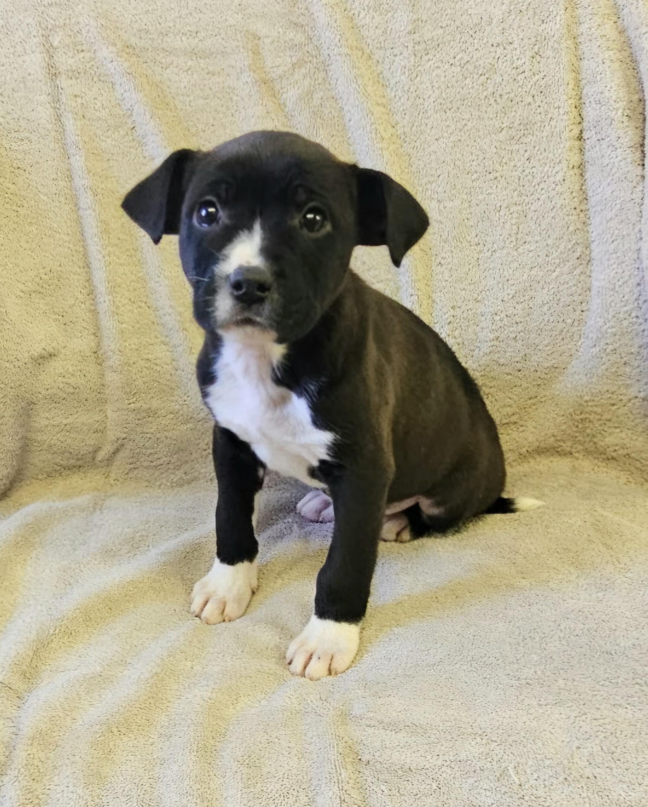 Enlarge Lenny, a ADOPTABLE mixed breed in Arlington Heights, IL image 2/6