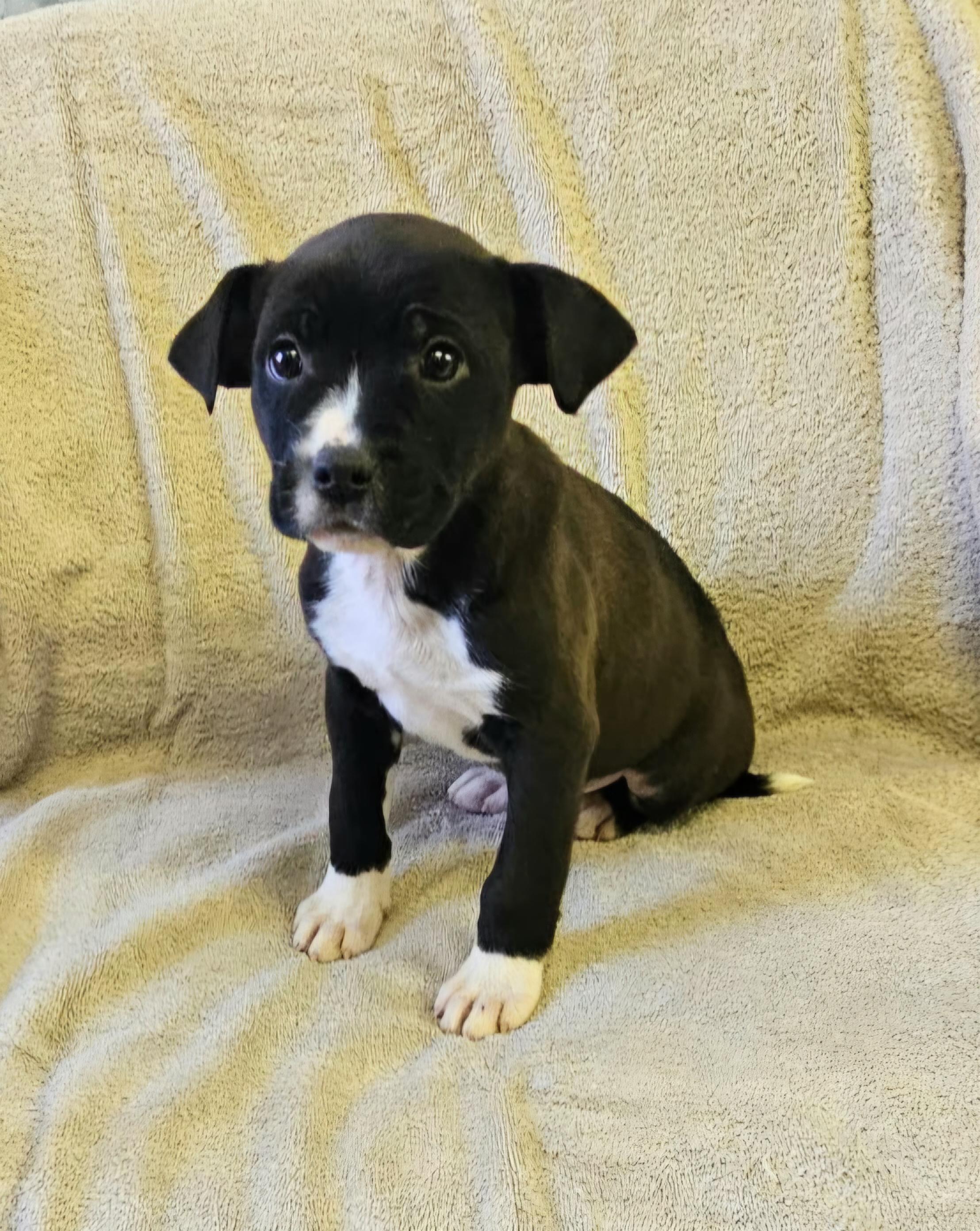 Enlarge Lenny, a ADOPTABLE mixed breed in Arlington Heights, IL image 4/6