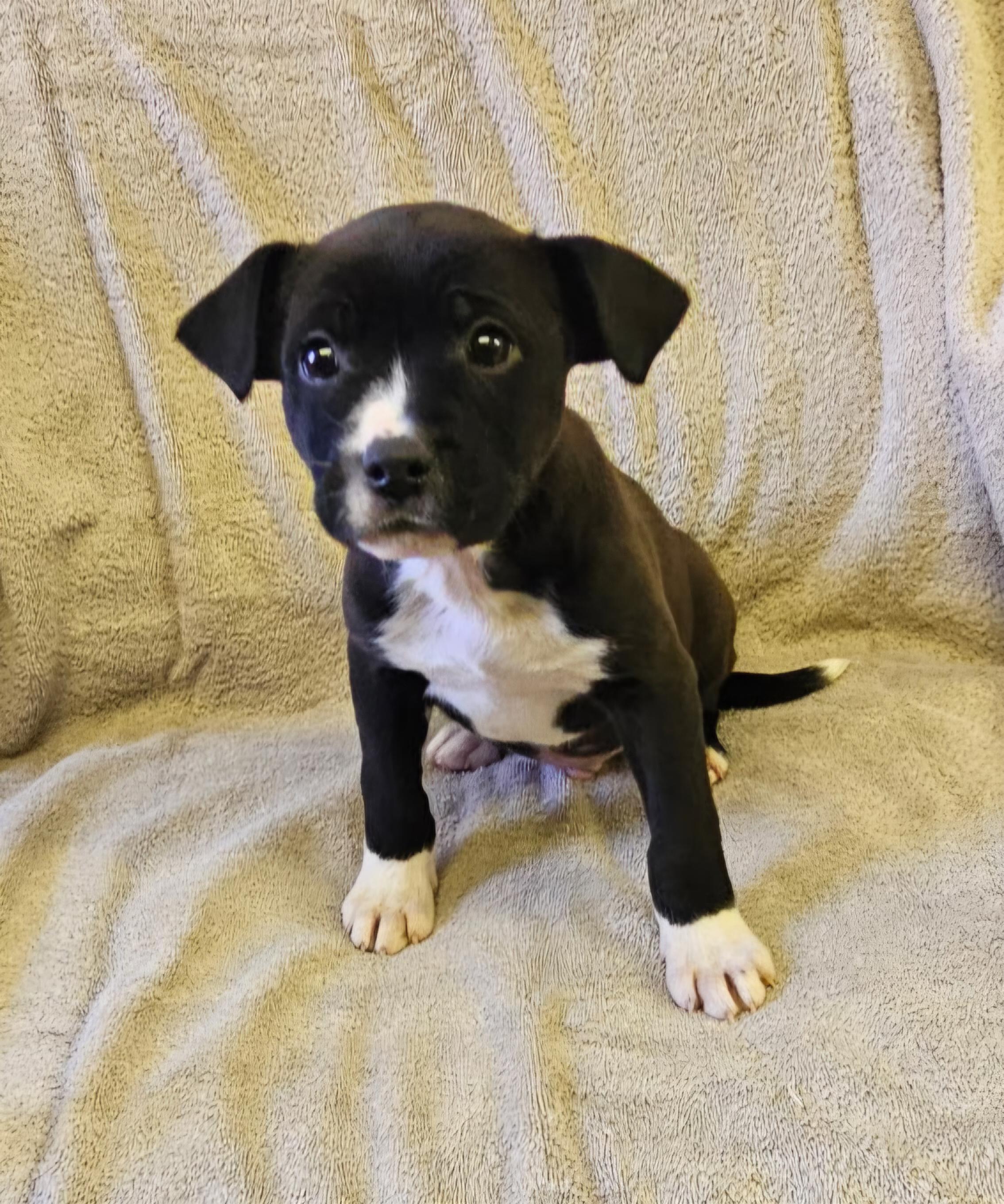 Enlarge Lenny, a ADOPTABLE mixed breed in Arlington Heights, IL image 6/6