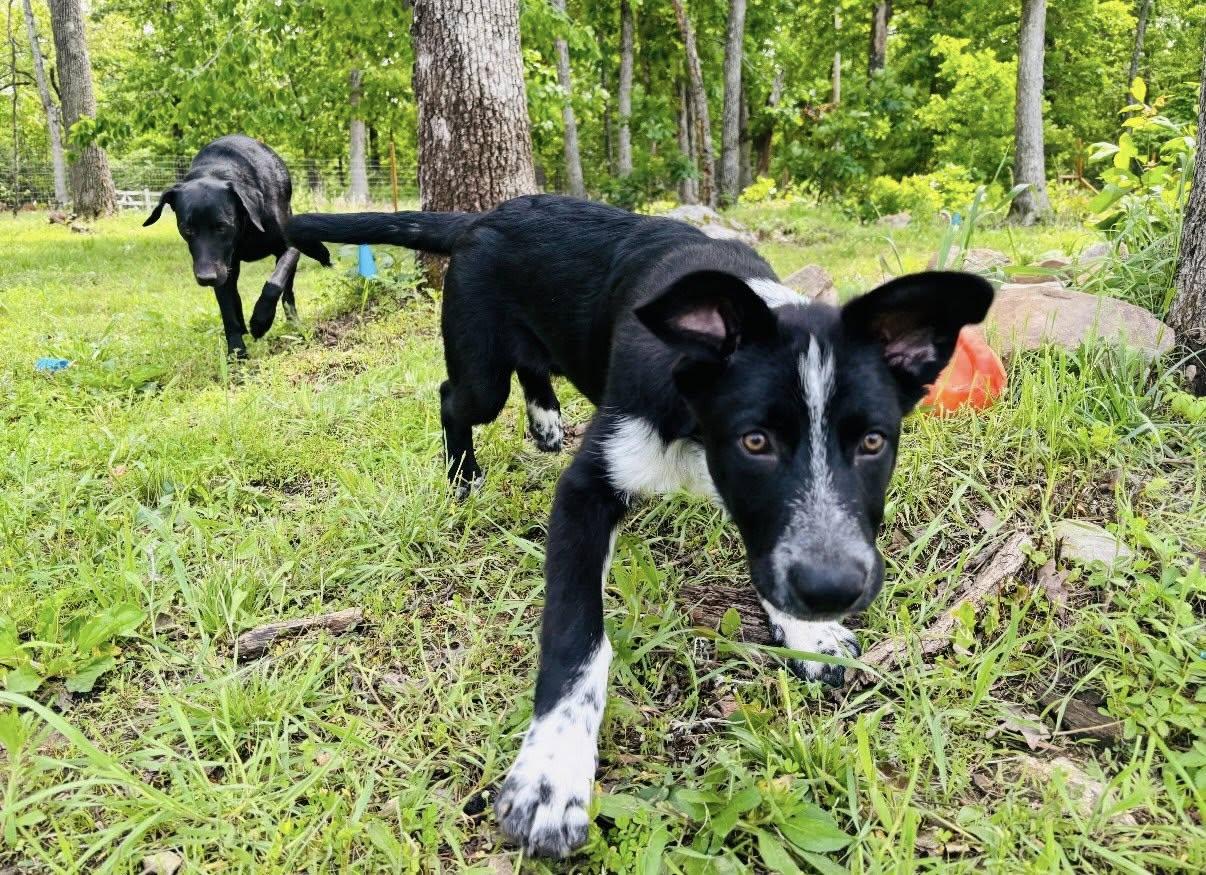 Bodhi, an adopted mixed breed in Blytheville, AR image 5/6