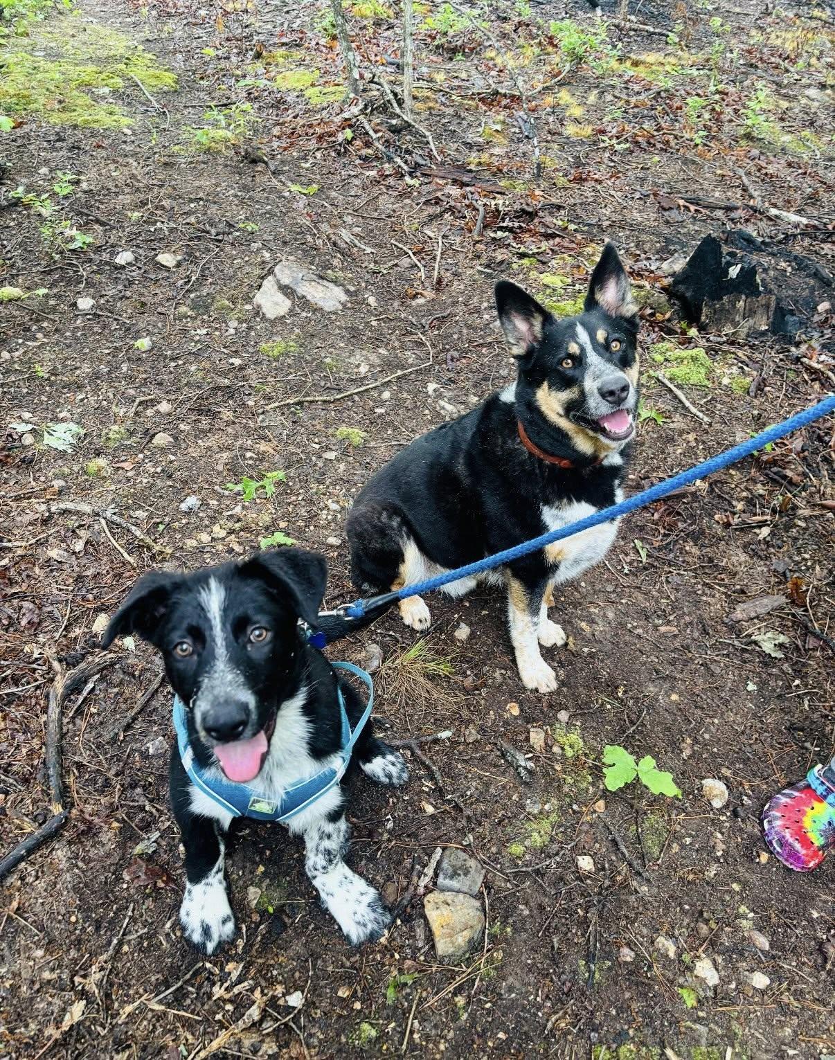 Bodhi, an adopted mixed breed in Blytheville, AR image 6/6