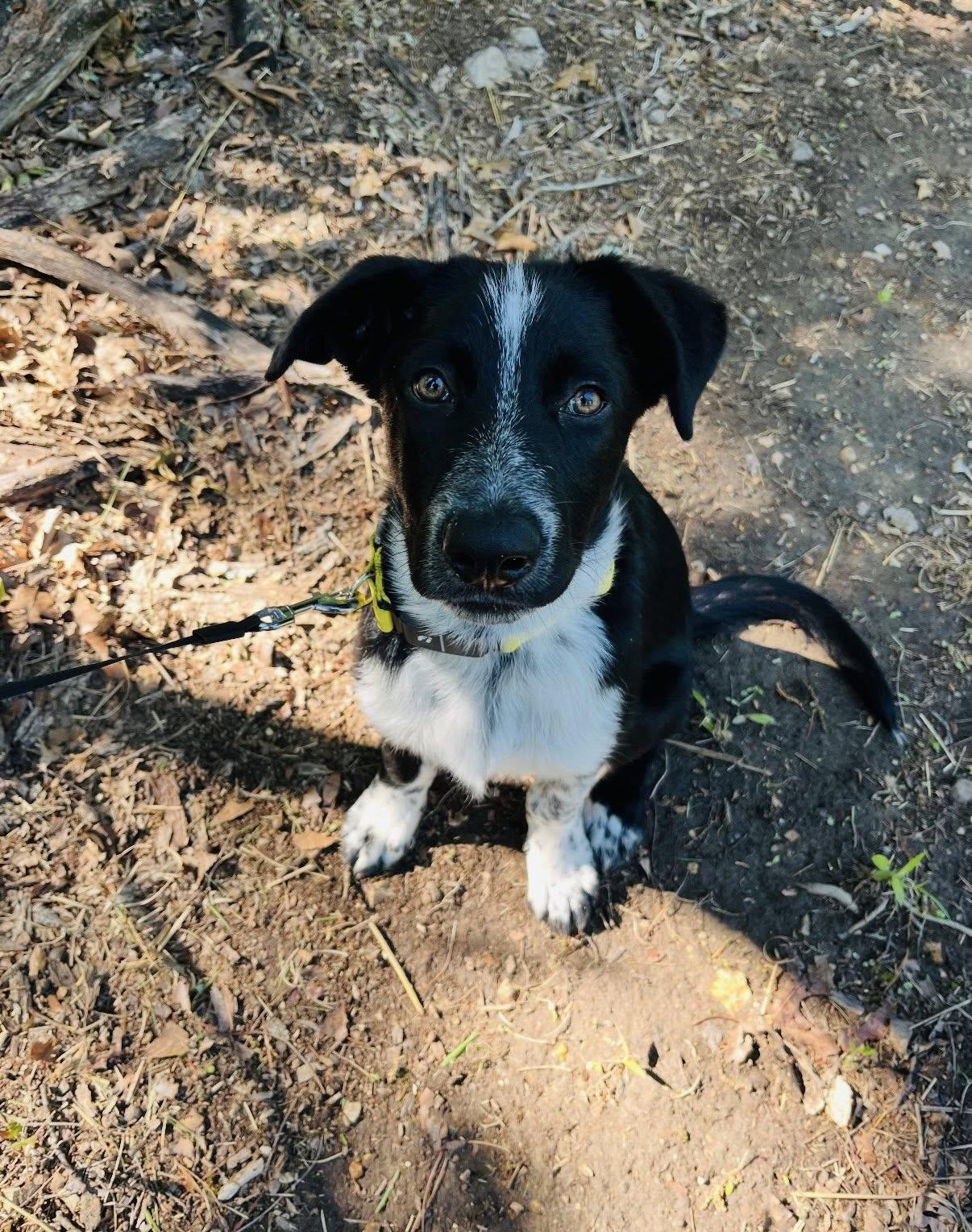 Bodhi, an adopted mixed breed in Blytheville, AR image 1/6