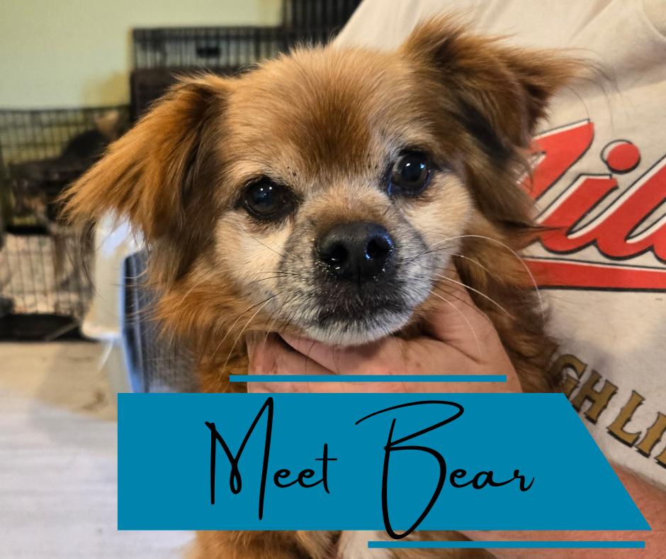 Bear, Senior Male unknown