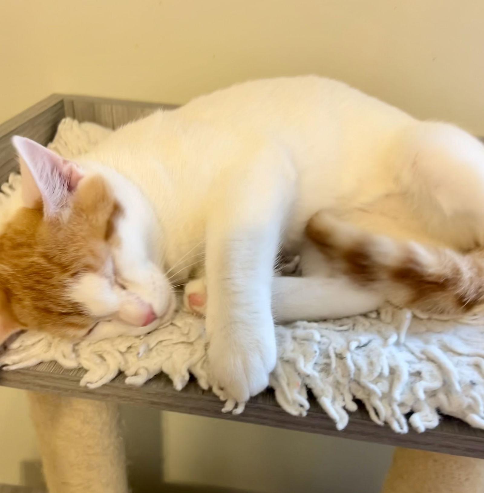 Enlarge Victor, a Adopted Domestic Short Hair in Buford, GA image 1/3